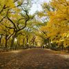Which Side Of Central Park Is Best: East Or West?